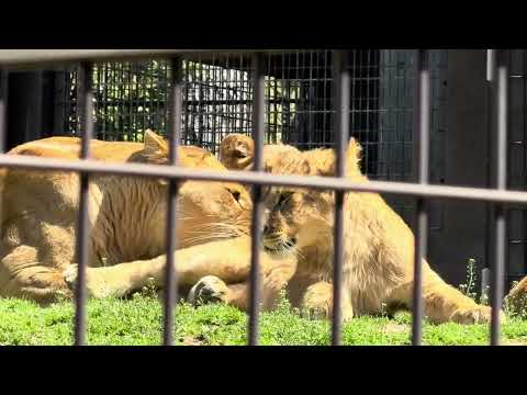 まだおはような時間ですが😅　ライオンファミリー　のんほいパークにて　2026年4月3日 サムネイル