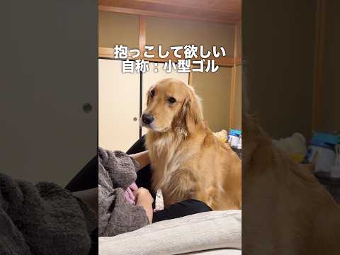 自分の体の大きさを理解していないゴールデンレトリバー...【ボーダーコリー】shorts