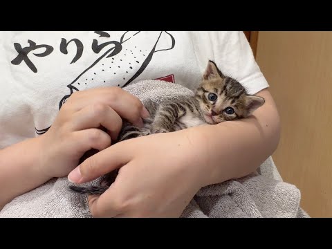 子猫を保護して1週間、想像以上に過酷で心折れそうになりました...【ゴールデンレトリバー・ボーダーコリー】 サムネイル