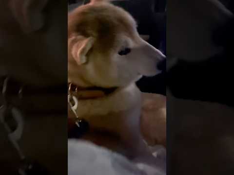 柴犬福 ドライブ中の柴犬🤣Shiba-Drive🤣姉と柴 shorts japanesedog 柴犬 shibainu… サムネイル