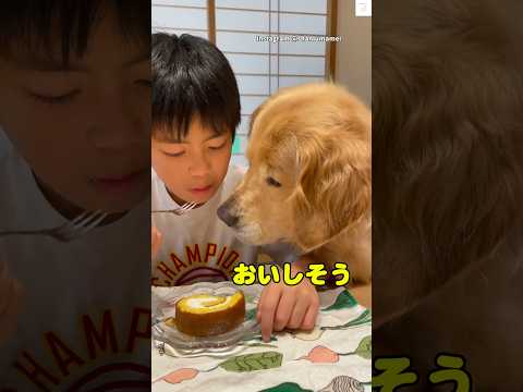 ロールケーキをガン見するゴールデンレトリバー😂　#ゴールデンレトリバー #大型犬　#犬　#かわいい #犬のいる暮らし サムネイル