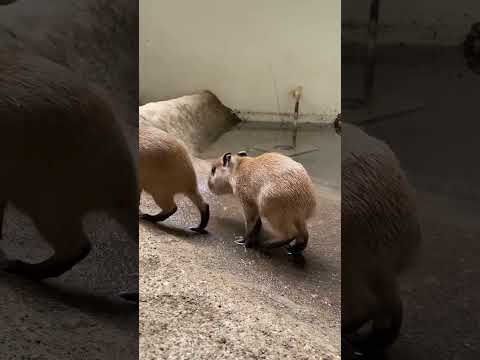 可愛いカピバラベビー達♪shorts カピバラ capybara サムネイル