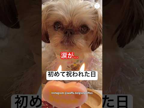 元繁殖犬が、家族になって初めて迎えた誕生日　繁殖引退犬 犬　いぬ　誕生日 感動 サムネイル