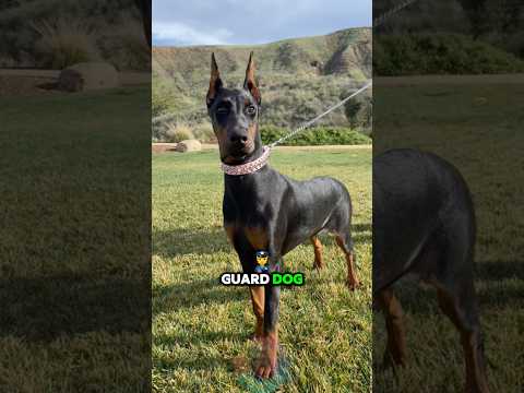 The Things I Wish I Knew Before Owning a Dobermann shorts d… サムネイル