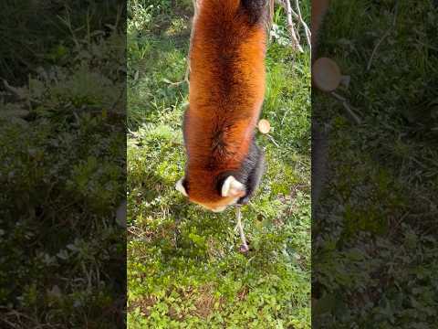 shorts 枝の先っぽのブドウ🍇を狙う‼️ひなたくん　レッサーパンダ　大森山動物園　2026年9月22日