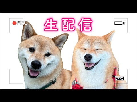 このあと生配信🥺みなさんお久しぶりです🐶🐶❤️✨ サムネイル