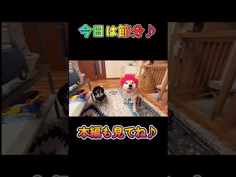 今日は節分♪柴犬 チワワ shorts サムネイル