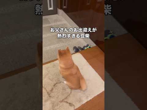 お父さんが帰ってきた気配を察知してドアの前で待機し熱烈にお出迎えする豆柴 柴犬 柴犬のいる暮らし 豆柴 shorts サムネイル