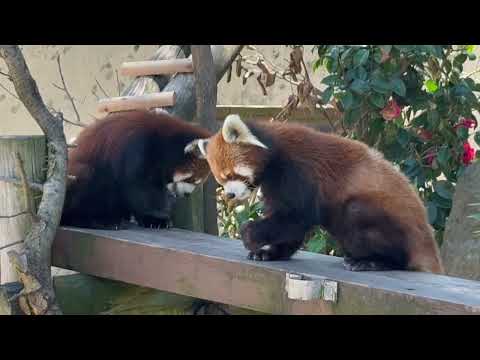 円実ちゃんと ひなたくんのリンゴタイム🍎　レッサーパンダ　大森山動物園にて　2026年4月29日 サムネイル