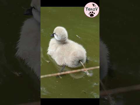 baby black swan黑天鵝寶寶邊游邊噴🤣🤣🤣 taipeizoo 台北市立動物園 cute asmr bla… サムネイル