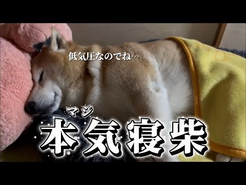柴犬福 寝過ぎで母に心配される柴犬【リニューアルver.】🤣Shiba-Sleep🤣 サムネイル