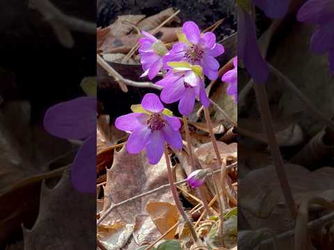 shorts 雪割草が咲きました〜　2026年3月28日　那須 サムネイル