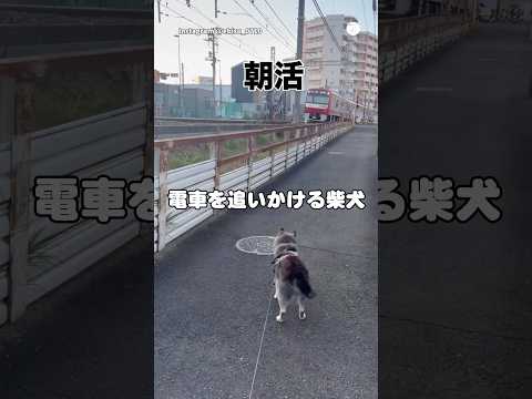 電車を追いかける柴犬に気づいた運転士さん…まさかの神対応 柴犬 犬 柴犬のいる暮らし 電車 可愛い犬