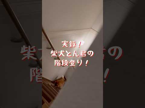 柴犬とん君は自分でも階段登れますが、基本は、抱っこ派。　柴犬　柴犬とん