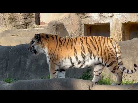 そろそろ娘サーシャちゃんと交代したいローラ母さんとまだ寝ているソーン父さん　アムールトラ　浜松市動物園にて　2026年… サムネイル