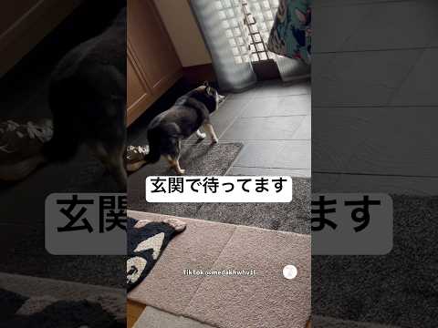 お兄ちゃん達と一緒にお出かけしたい16歳柴犬🐶　　柴犬　黒柴　老犬　犬　かわいい犬 サムネイル