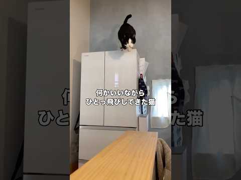 冷蔵庫の上からカウンターまでひとっ飛びするハチワレ ハチワレ ハチワレ猫 ジャンプ shorts