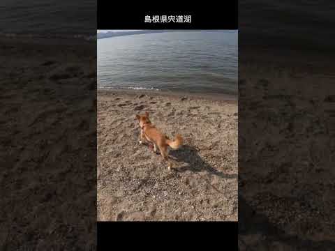 島根県宍道湖 神戸 柴犬 shibainu サムネイル