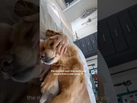 coming home to my golden retriever🥵goldenretreivers dog pup… サムネイル