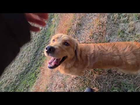 2025年残り４回の日没を楽しみに高台へゴールデンレトリバーと散歩 サムネイル