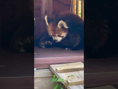 shorts 風太くんお庭のバンガローで毛づくろい　レッサーパンダ　千葉市動物公園にて　2026年5月9日 サムネイル