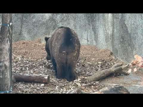 アマナさんは宝探し中〜⁈ エゾヒグマ　のんほいパークにて　2026年1月23日 サムネイル