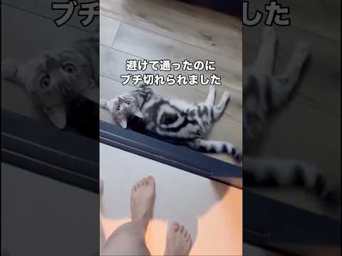 跨いで通っただけなのにめちゃくちゃブチ切れてくるアメショ アメショ アメリカンショートヘア 子猫 shorts
