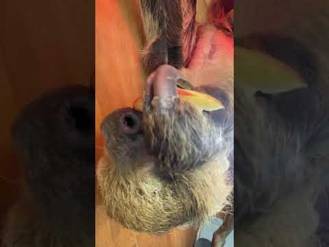 ナマケモノの咀嚼音は意外と心地良い♪shorts ナマケモノ asmr サムネイル