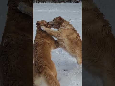ゴールデンレトリバー親子 雪原ワンプロ ゴールデンレトリバー 大型犬のいる生活 goldenretriever クレイ… サムネイル