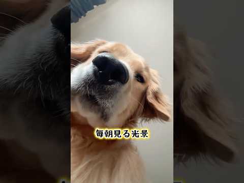 吠えてないのにうるさいーぬ 大型犬 ゴールデンレトリバー サムネイル