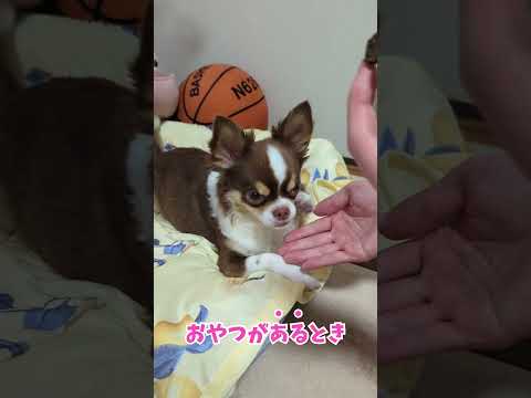 おやつがないとき塩対応すぎる😂 shorts サムネイル