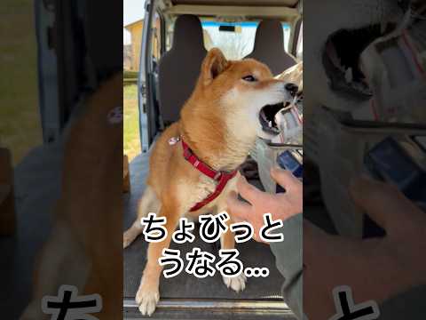 ’26.3.9 力丸の声が聞きたい… 柴犬 shibainu 柴犬のいる暮らし 柴犬の日常 遊ぶ犬 車中泊犬 力丸 サムネイル