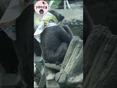 Gorilla Ringo要搶Jabali彩布,J找Iriki求救 gorillatag taipeizoo 金剛猩猩… サムネイル