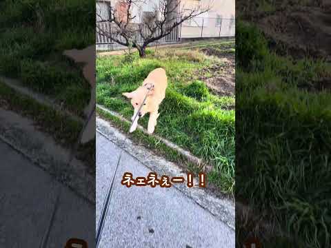 大型犬と暮らすリアル ゴールデンレトリバー 大型犬のいる生活 大型犬と子供 goldenretreiver サムネイル