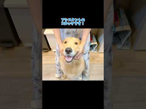 毎日クリスマスだったらいいのにねぇ 大型犬 ゴールデンレトリバー サムネイル