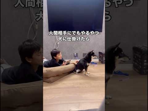 人間にもやるようなちょっかいを黒柴にかけてみたら反応が面白すぎる 黒柴 柴犬 やめろや shorts サムネイル