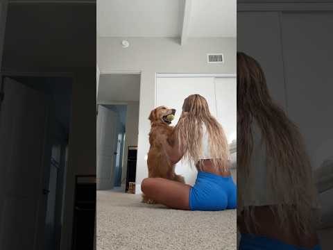 coming home to my golden retriever🥵goldenretreivers dog pup… サムネイル