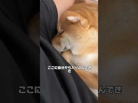 甘えん坊柴犬　柴犬 shorts サムネイル