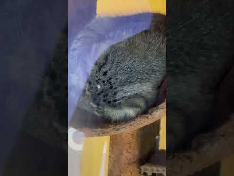shorts ロータスくん もう熟睡？　マヌルネコ　埼玉県こども動物自然公園にて　2026年5月31日 サムネイル