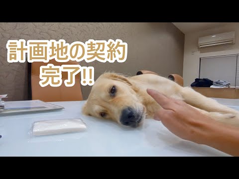 計画地の契約が無事完了。ゴールデンレトリバーティト サムネイル