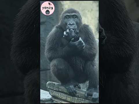 adorable gorilla 🦍💕 cuteanimals 金剛猩猩 taipeizoo 台北市立動物園 shor… サムネイル
