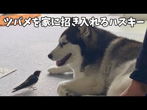 【ウソでしょ…】ツバメと仲良くなって家に沢山のツバメを連れてくるハスキーが凄すぎました… サムネイル