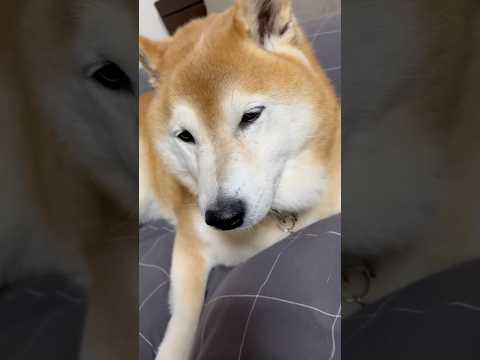 柴犬福 足乾かす前に母のベッドにいた柴犬🤣Why here🤣shorts funny funnydog dogshor… サムネイル
