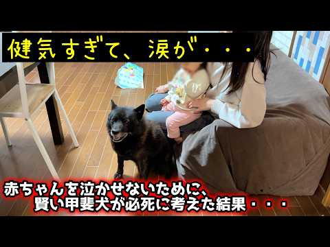【感動】赤ちゃんと一生懸命仲良くなろうとする、優しい甲斐犬の奮闘 サムネイル