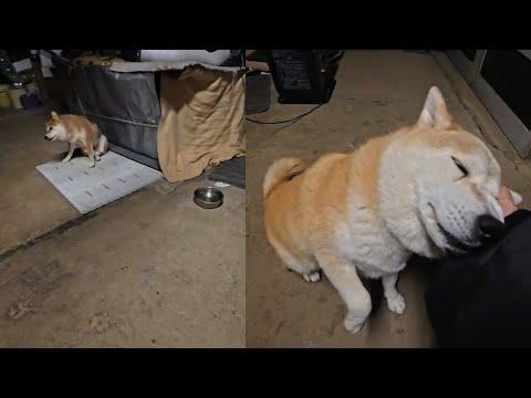 2026年1月21日(水) 揉め揉め要求してくるモモさんと遠くで自分も撫でてほしいと意思表示してくるココさんの朝 サムネイル