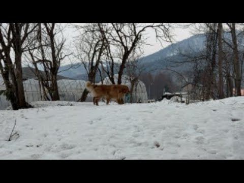 昨日シャンプーしたのに…犬が池に入って最後はパパもドボン サムネイル