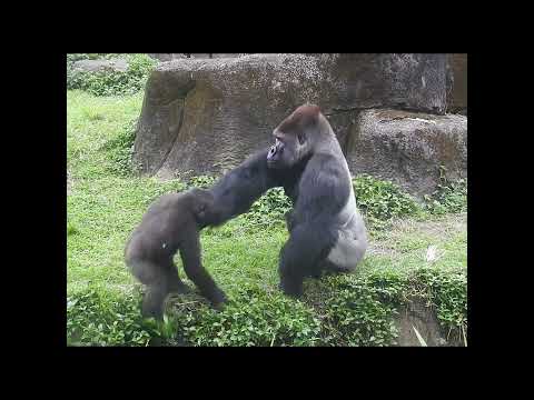 gorilla D'jeeco 27y5m old dad & son Ringo 4y11m old. shorts… サムネイル