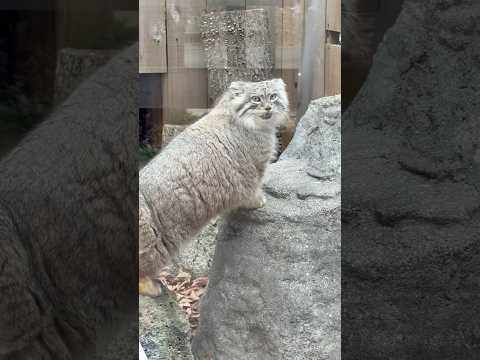 shorts オリちゃん その入り口からは お部屋のオトちゃんが見えるの？　マヌルネコ　埼玉県こども動物自然公園にて… サムネイル