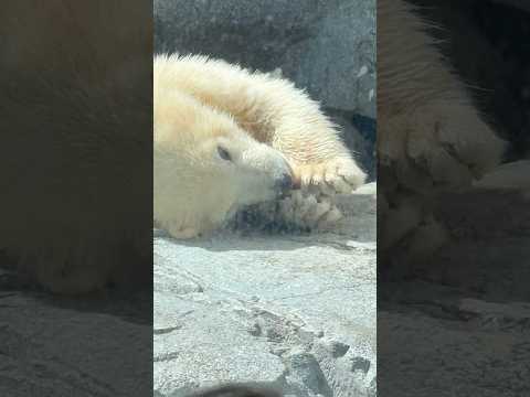 shorts 泳いだりハシャいだりモモ太くん疲れちゃったカナ☺️    ホッキョクグマの親子　秋田県男鹿水族館GAOに…