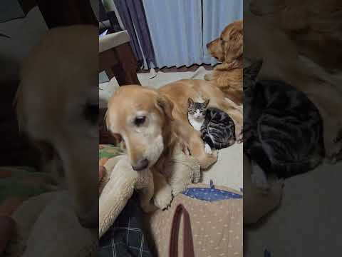 コハク17歳の誕生日のキビッチャン 子猫とゴールデンレトリバービスとイロハcatgoldenretrieverゴールデ… サムネイル